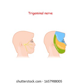 trigeminal nerve and main areas of innervation. Head neurology scheme. male head with ophthalmic, maxillary and mandibular branches. Vector illustration with facial neural network and pain areas