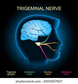 Trigeminal nerve. Realistic transparent blue human head with brain and Trigeminal ganglion, Mandibular, Maxillary, and Ophthalmic nerves, on dark background. Nervous System. vector illustration