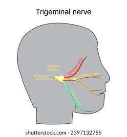 Trigeminal neuralgia. Cranial nerve. Human head with Trigeminal ganglion, Motor and Sensory root, ophthalmic, mandibular and maxillary nerves. Peripheral nervous system. Vector diagram