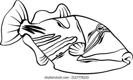 Trigger Fish Outline Tracing Color Vector Design Illustration 