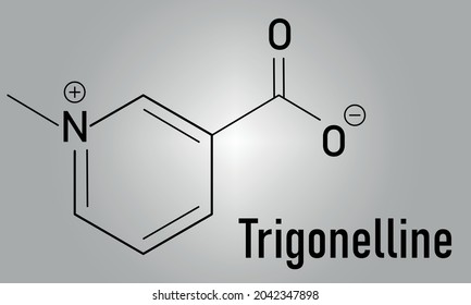 Trigonelline molecule skeletal formula. Metabolite of niacin (vitamin B3) but also found in a number of plants, including fenugreek.
