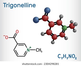 Trigonelline plant alkaloid molecule. It is methylation product of niacin vitamin B3, methylated niacin. Structural chemical formula, molecule model. Vector illustration