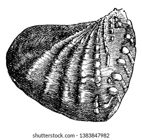 Trigonia is an extinct genus of saltwater clams fossil marine bivalve mollusk in the family Trigoniidae, vintage line drawing or engraving illustration.
