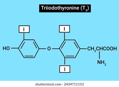 Triiodothyronine, also known as T3, is a thyroid hormone