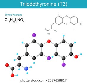 Triiodothyronine molecule. Molecular chemical structural formula and model of T3. Thyroid hormone. Skeletal formula and Ball-and-stick model of Triiodothyronine. Human endocrine system. Vector