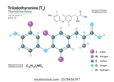 Triiodothyronine T3 Thyroid Hormone. Structural Chemical Formula and 3d Model of Molecule. C15H12I3NO4. Atoms with Color Coding. Vector graphic Illustration for educational materials