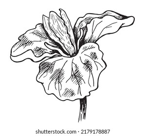 Trillium Flower contour hand drawing