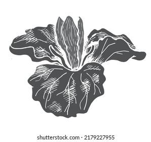 Trillium flower imprint stamp on white background