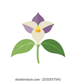 Trillium flower isolated flat vector illustration on white background