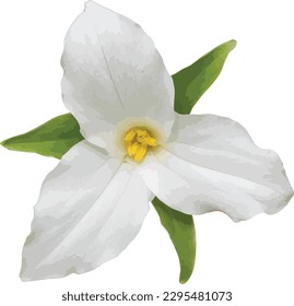 Trillium grandiflorum (Large-flowered Trillium) Native North American Woodland Wildflower Isolated 