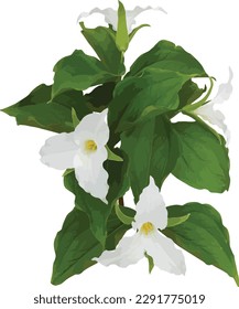 Trillium grandiflorum (Large-flowered Trillium) Native Woodland Wildflower Isolated 