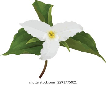 Trillium grandiflorum (Large-flowered Trillium) Native Woodland Wildflower Isolated 