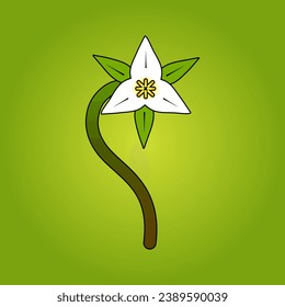 Trillium, illustration of trillium flowers, illustration of a stem of trillium flowers.