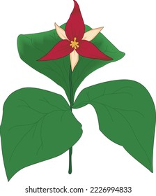 Trillium Plant in Bloom Vector Illustration