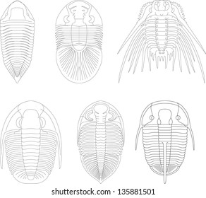 Trilobite