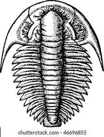 Trilobite