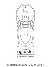 Trilobite Agnostus, a Cambrian period creature, black and white line art illustration. Ideal for both coloring and educational purposes