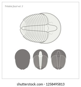 Trilobite fossil - natural history - vector illustration