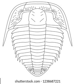 Trilobite fossil vectors 
