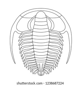 Trilobite fossil vectors 