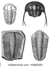 Trilobite Fossils (Silurian And Cambrian Period) / Vintage Illustration From Meyers Konversations-Lexikon 1897