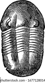 Trilobite (Illaenus crassicauda), with a semi-circular head, free cheeks ending with a long, narrow and recurved spine, from the Silurian rocks, vintage line drawing or engraving illustration.