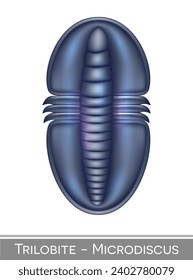 Trilobite Microdiscus colorful illustration, a Cambrian period creature.