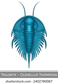 Trilobite Olenellus Thompsoni colorful illustration, a Cambrian period creature.