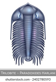 Trilobite Paradoxides Harlani colorful illustration, a Cambrian period creature.