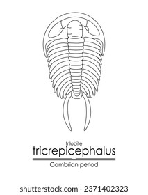 Trilobite Tricrepicephalus, a Cambrian period creature, an extinct marine arthropod, black and white line art illustration. Ideal for both coloring and educational purposes