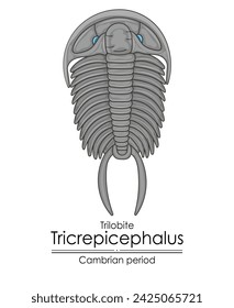 Trilobite Tricrepicephalus, a Cambrian period creature, an extinct marine arthropod. Colorful illustration on a white background.