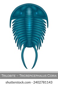 Trilobite Tricrepicephalus Coria colorful illustration, a Cambrian period creature.