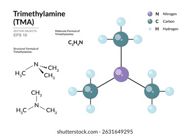 Trimethylamine. TMA. Structural Chemical Formula and 3d Model of Molecule. C3H9N. Atoms with Color Coding. Vector graphic Illustration for educational materials, scientific articles, and presentations - Powered by Shutterstock - Get 15% off with code: PIKWIZARD15