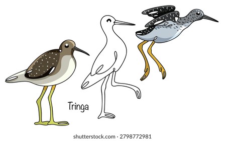Tringa. Hand-drawn three slender, medium-sized birds with long legs and a thin, straight beak. Their plumage is gray and brown. Color and black-and-white vector illustration on a bird theme. 