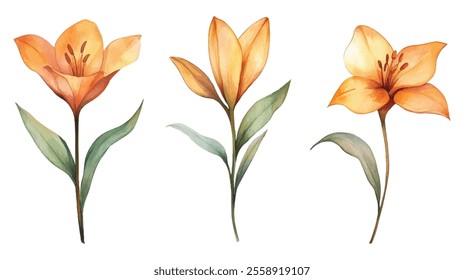 A trio of detailed watercolor lily flower illustrations in vibrant orange shades, complemented by delicate green leaves on a white background.
