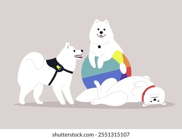 A trio of Samoyeds interact joyfully, with one balancing on a colorful beach ball while the others playfully engage nearby, showcasing their boundless energy and friendly demeanor