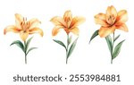 A trio of watercolor orange lilies with green leaves and stems, perfect for floral, botanical, and artistic-themed projects.
