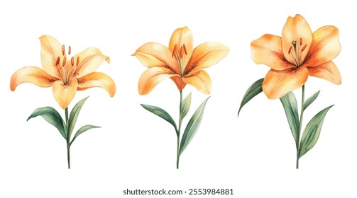 A trio of watercolor orange lilies with green leaves and stems, perfect for floral, botanical, and artistic-themed projects.
