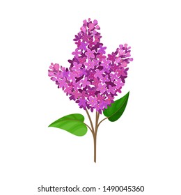 Triple branch of purple lilac. Vector illustration on a white background.