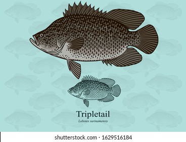 Tripletail. Vector illustration with refined details and optimized stroke that allows the image to be used in small sizes (in packaging design, decoration, educational graphics, etc.)
