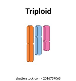 Triploid (3n) Types Of Polyploidy