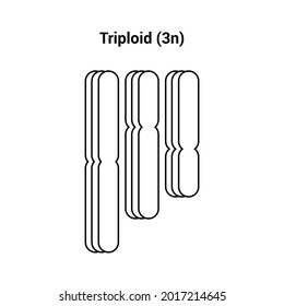 Triploid (3n) Types Of Polyploidy