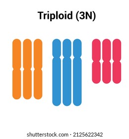 Triploid (3n) Types Of Polyploidy