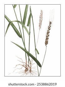 Triticum aestivum, hand-painted floral and botanical painting, hand-painted herbal painting, natural herbs.
