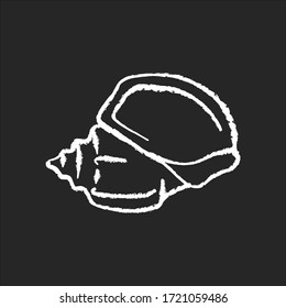 Triton trumpet shell chalk white icon on black background. Large exotic seashell, conchology Charonia tritonis. Empty molluscan animal, gastropod conch isolated vector chalkboard illustration