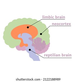 The Triune Brain. The notation of the structures with a description. Vector illustration