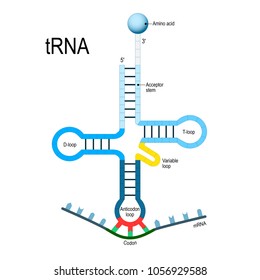 tRNA is an adaptor molecule composed of RNA. Transfer RNA are a necessary component of translation, the biological synthesis of new proteins in accordance with the genetic code.