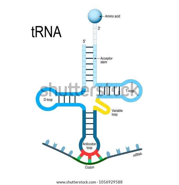 tRNA is an
adaptor molecule composed of RNA. Transfer RNA are a necessary
component of translation, the biological synthesis of new proteins
in accordance with the genetic
code.