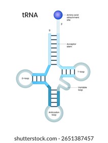 tRNA Structure Acceptor Stem, Anticodon Loop, and Loops