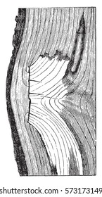 Trognon oak branch, vintage engraved illustration.
